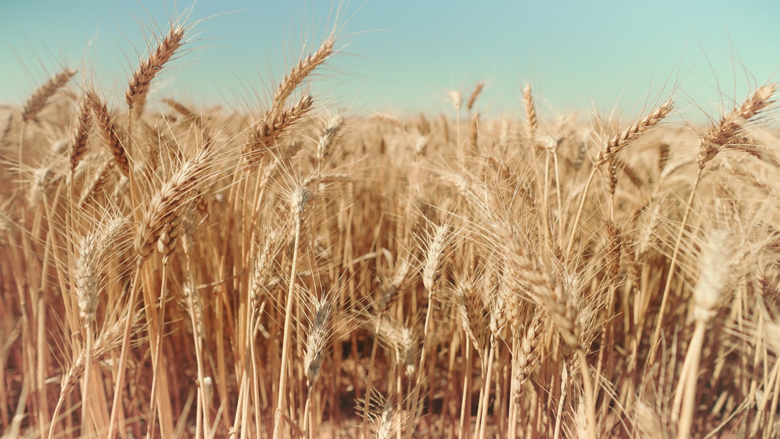 Close-up of ripe wheat in a field