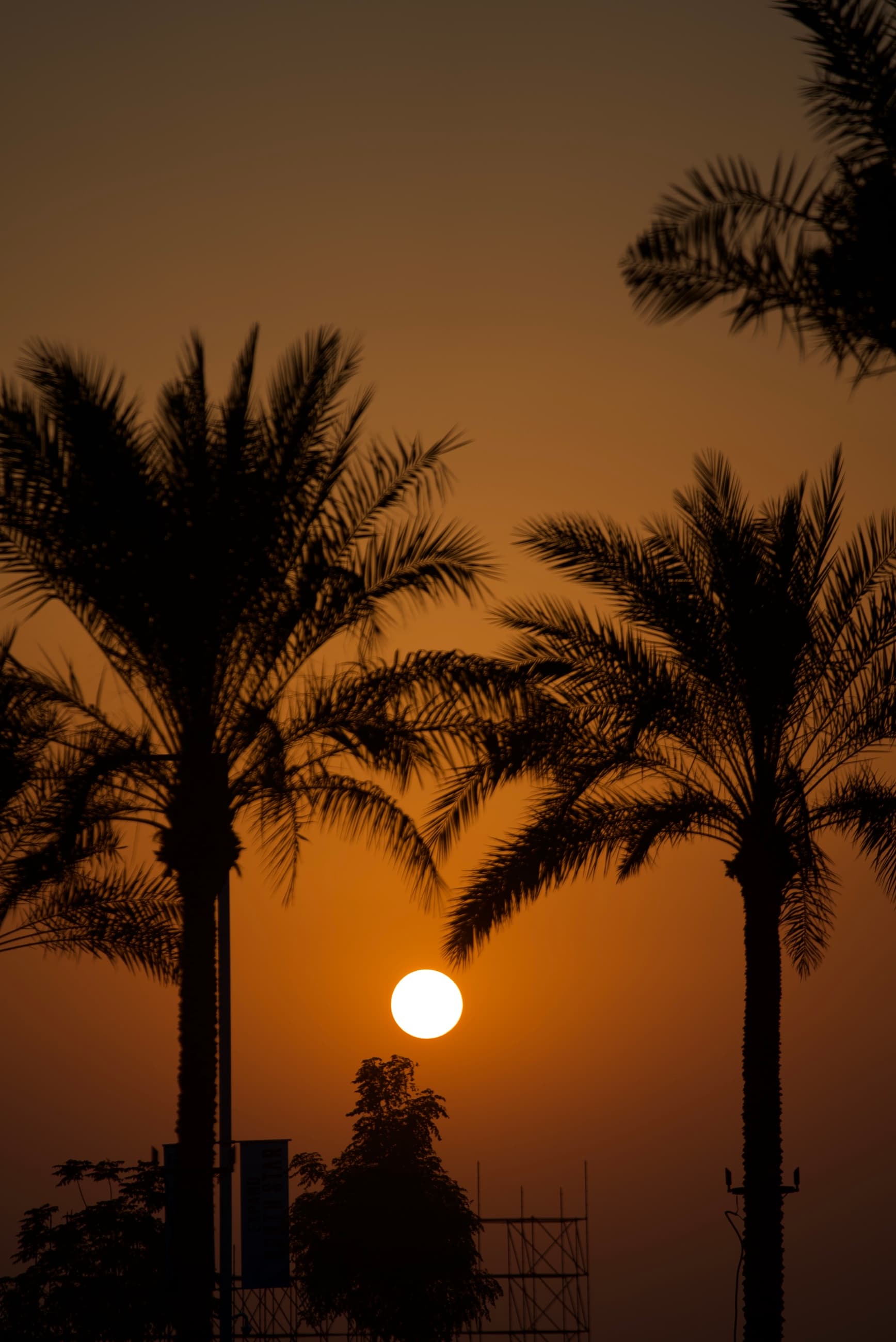 Sunset through palm trees in Dubai