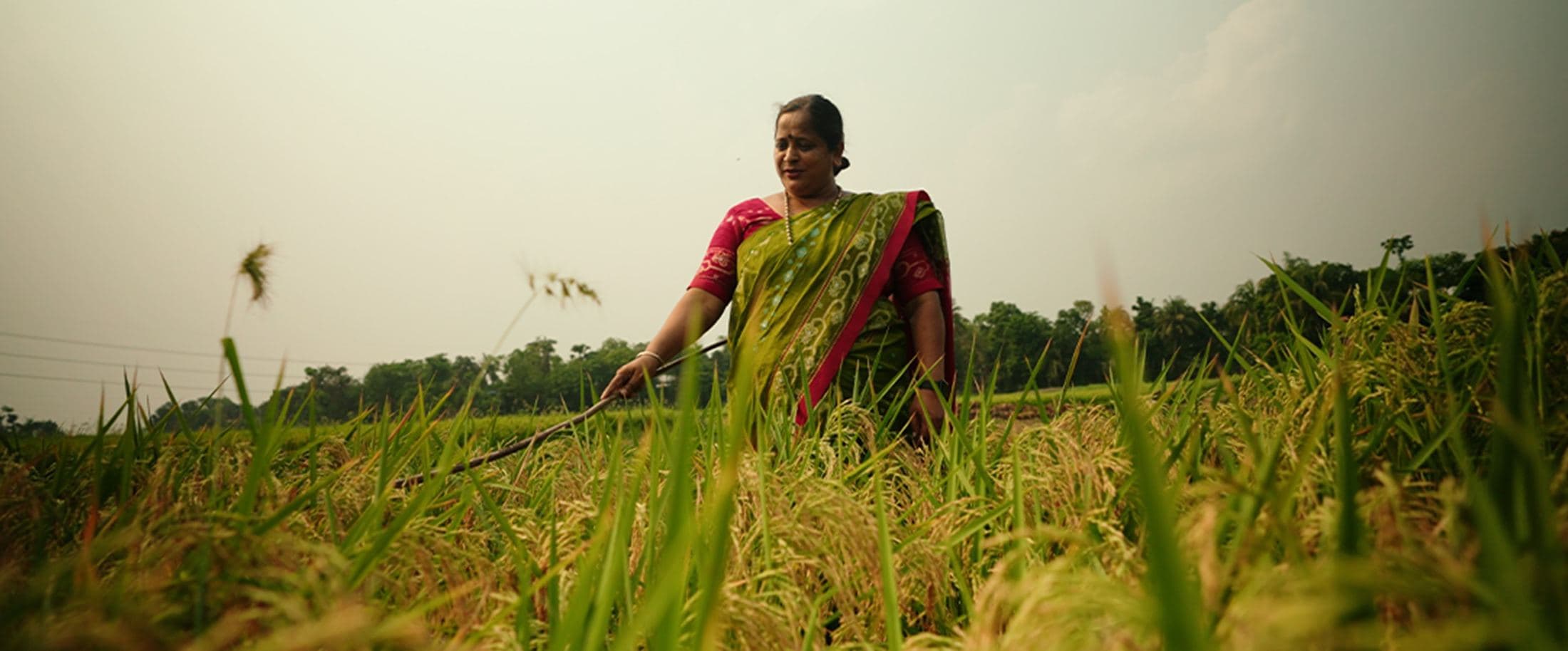 Woman working in a rice field, Bangladesh
