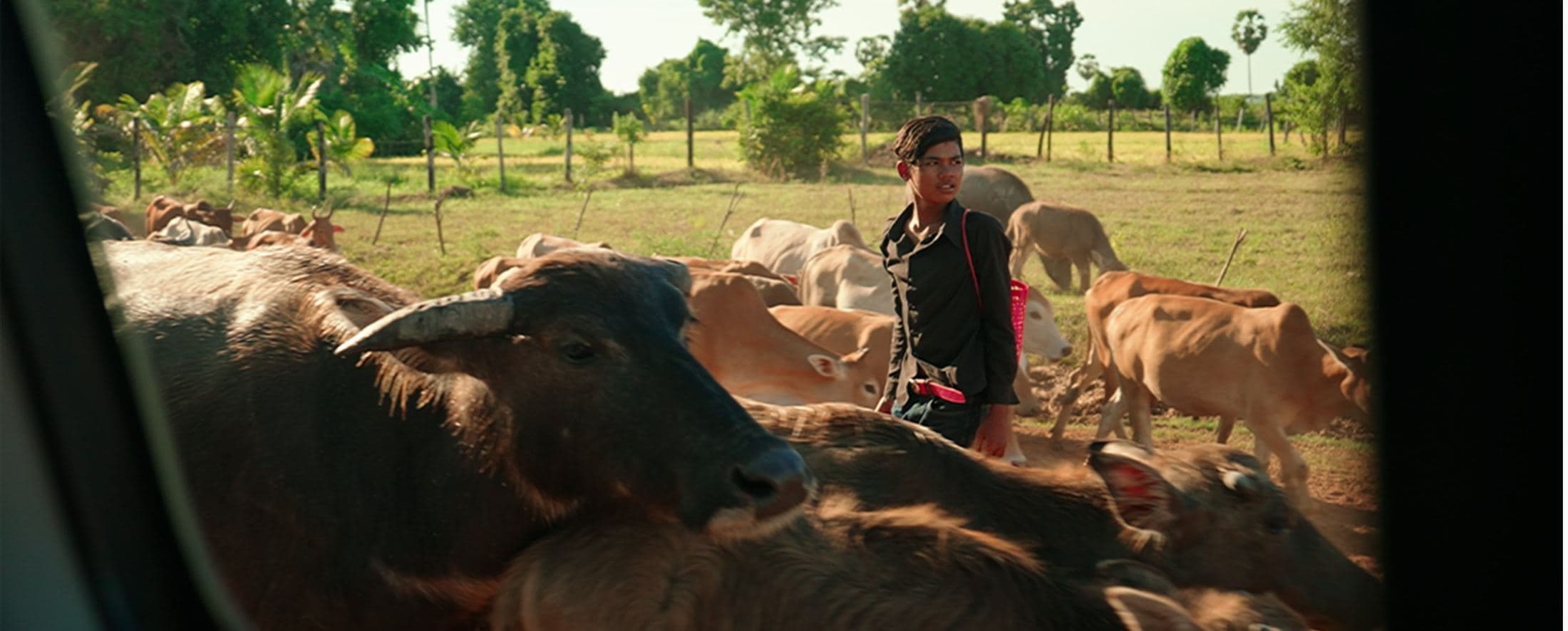 Family with water buffalo in a field, Cambodia